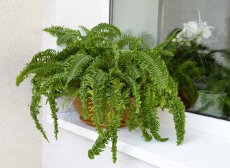 Rośliny balkonowe o ozdobnych liściach: Wypełniające kompozycje w pojemnikach.
