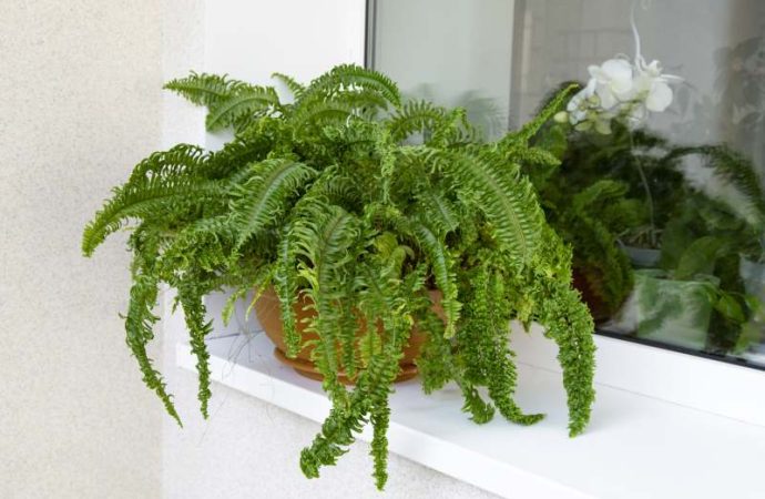 Rośliny balkonowe o ozdobnych liściach: Wypełniające kompozycje w pojemnikach.