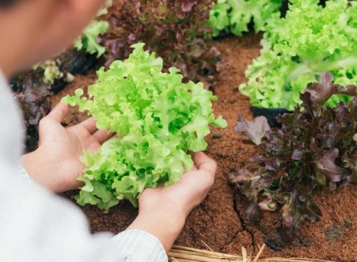 Przygotowanie rozsady sałaty oraz jej uprawa – kiedy i jak zasadzić?