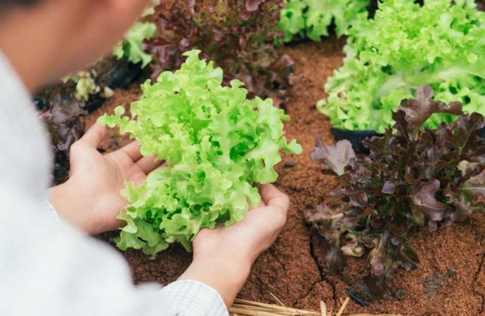 Przygotowanie rozsady sałaty oraz jej uprawa – kiedy i jak zasadzić?