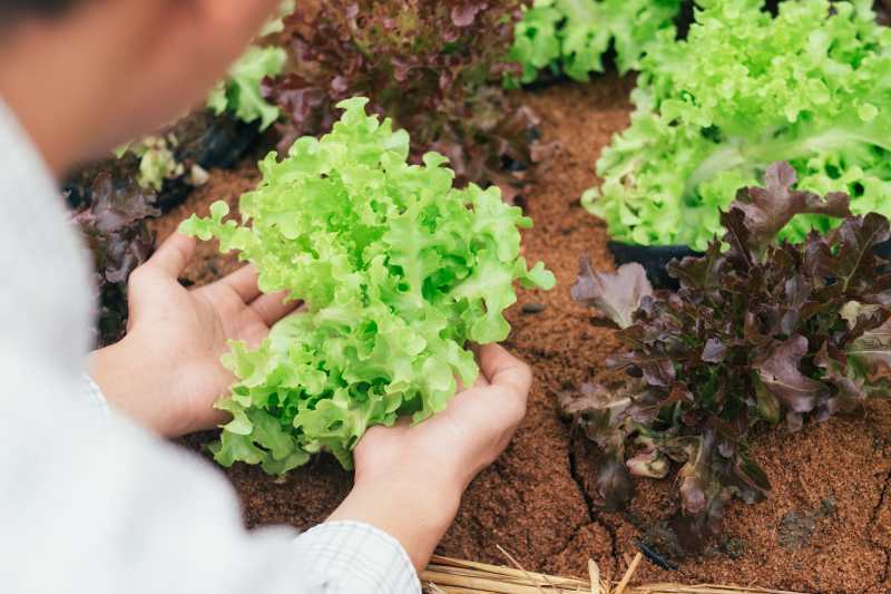 Przygotowanie rozsady sałaty oraz jej uprawa - kiedy i jak zasadzić?