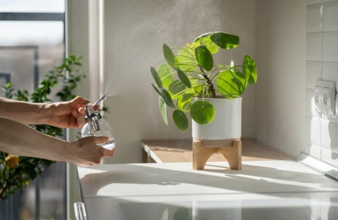 Rośliny doniczkowe odpowiednie do łazienki – jakie kwiaty doniczkowe pasują do łazienki?