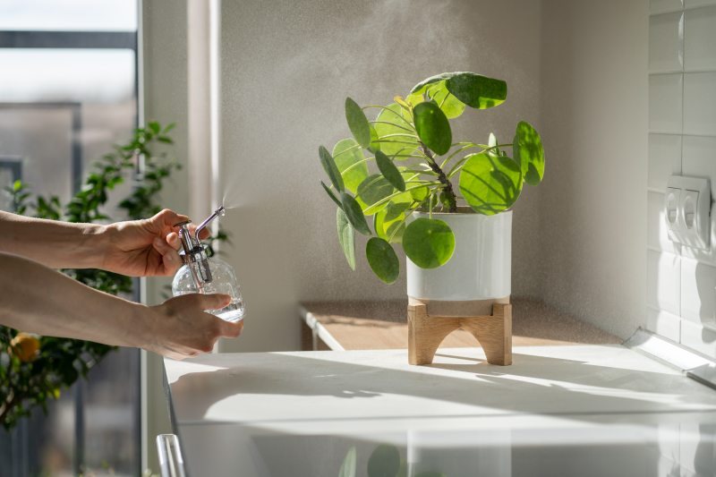 Rośliny doniczkowe odpowiednie do łazienki - jakie kwiaty doniczkowe pasują do łazienki?